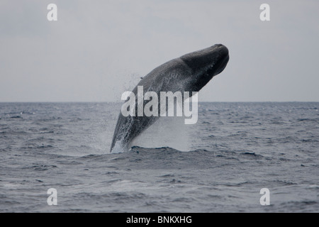 Pottwal Cachalote Pottwal Physeter Macrocephalus Pico Azoren Portugal weiblichen Verletzung Stockfoto