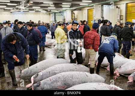 Thunfisch-Auktion im Tsukiji-Fischmarkt in Tokio eingefroren Stockfoto