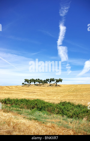 Bäume im Alentejo-Feld. Stockfoto