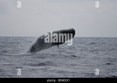 Pottwal Cachalote Pottwal Physeter Macrocephalus Pico Azoren Portugal weiblichen Verletzung Stockfoto