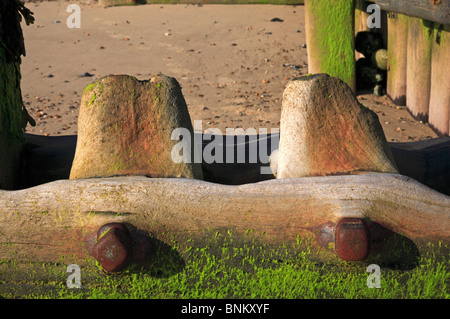 Detail der alten hölzernen Wellenbrecher am Overstrand, Norfolk, England, Vereinigtes Königreich, zeigen Erosion und Verwitterung. Stockfoto