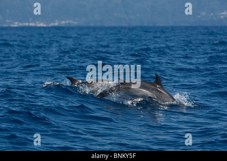 Atlantic Spotted Dolphin Atlantischer Fleckendelfin Stenella Frontalis Pico Azoren Portugal Kalb mit Mutter Stockfoto