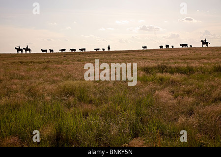 Der Trail weiter Skulptur Silhouette der Cowboys und Vieh Jal New Mexico USA Stockfoto