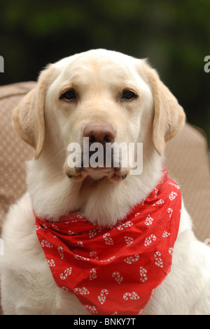 Ein gelber Labrador Retriever, trägt ihr Kopftuch sitzt regal suchen. Stockfoto