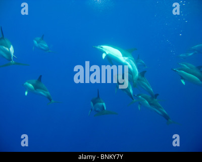 Kurzer Schnabel Gemeinen Delphin, Delphinus Delphis, Gemeiner Delfin, Pico, Azoren, Portugal unter Wasser Stockfoto