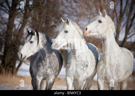 drei deutsche Reiten Ponys stehen Stockfoto