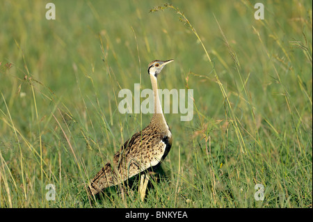 Männliche Hartlaub Bustard Eupodotis, Hartlaubii, Masai Mara National Reserve, Kenia Stockfoto