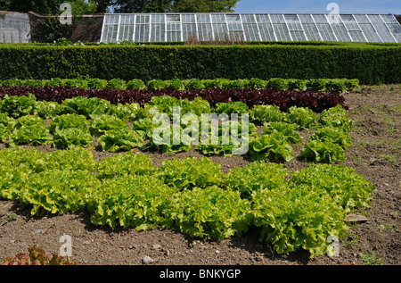 Reihen von Salat in den Küchengarten in Heligan Gärten in Cornwall, Großbritannien Stockfoto