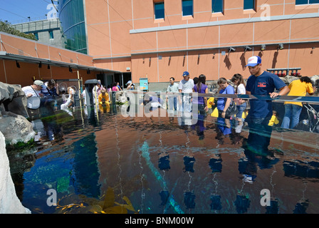 Kelpwald Exponat auf der California Science Center Neubau Ökosysteme. Stockfoto