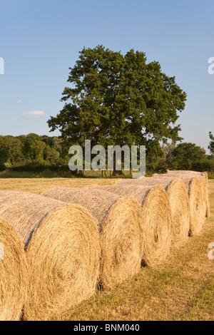 Strohballen auf der Wiese, Wiltshire, England Stockfoto