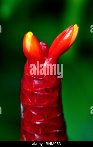 Roter Ingwer Blumenzwiebel. Stockfoto