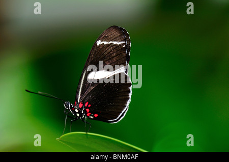 Schmetterling auf eine grüne Pflanze. Stockfoto