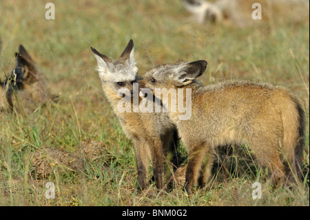 Löffelhunde, Otocyon Megalotis, Masai Mara National Reserve, Kenia Stockfoto