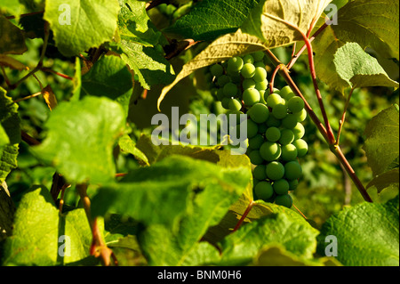 Trauben auf Reben auf Catawba Island, Ohio, USA Stockfoto