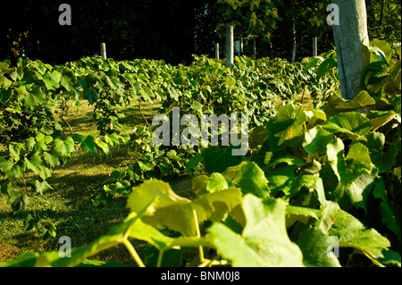 Trauben auf Reben auf Catawba Island, Ohio, USA Stockfoto