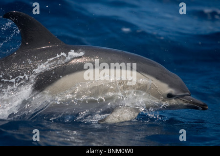 Kurzer Schnabel Gemeinen Delphin, Delphinus Delphis, Gemeiner Delfin, Pico, Azoren, Portugal Stockfoto
