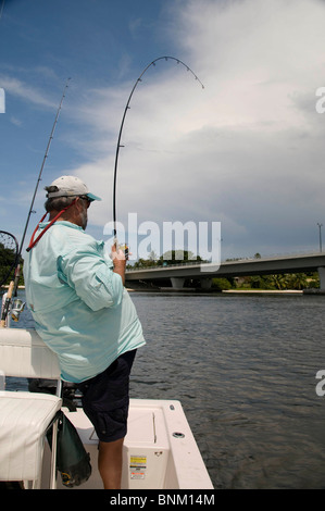 Inshore Angler Haken eine riesige Snook gefangen in Florida Atlantic Intracoastal Waterway. Die Fische sind reichlich in der Indian River. Stockfoto