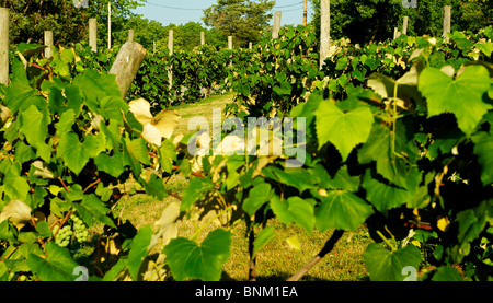 Trauben auf Reben auf Catawba Island, Ohio, USA Stockfoto