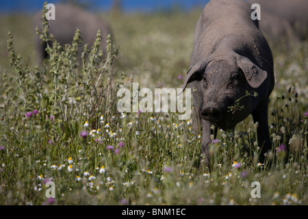 Spanische iberischen Schweine, die Quelle der Iberico Schinken Pata Negra genannt Weiden in einem Daisy-Feld in Prado del Rey, Cadiz, Spanien. Stockfoto