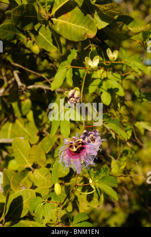Leidenschaft Weinstock mit Blumen Passionsfrucht (Passiflora Edulis) Stockfoto
