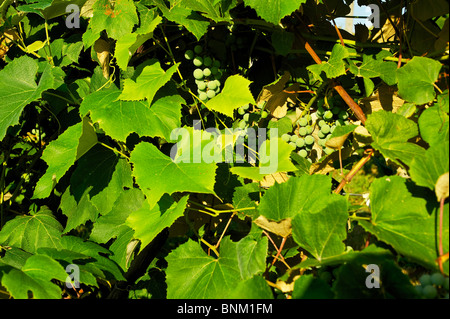 Trauben auf Reben auf Catawba Island, Ohio, USA Stockfoto