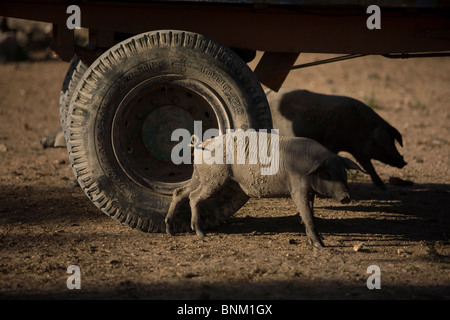 Spanisch iberischen Schweine, die Quelle der Iberico Schinken, kratzt sich am Reifen in Prado del Rey, Cadiz, Spanien Stockfoto