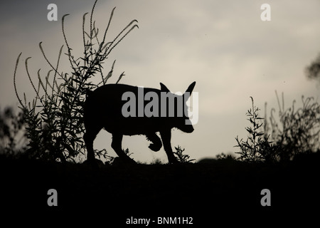 Ein Spanisch-iberische Schwein, die Quelle der Iberico, läuft auf dem Lande in Prado del Rey, Sierra de Cadiz, Spanien Stockfoto