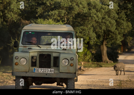 Ein Alter Stil Landrover van fährt entlang einer Landstraße auf einem Bauernhof von spanischen iberischen Schweine in Prado del Rey, Cadiz, Spanien Stockfoto