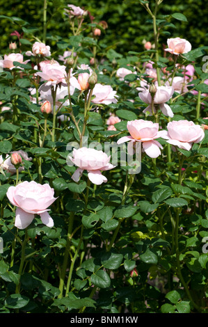 Rose Rosa Königin von Schweden AUSTIGER Stockfoto
