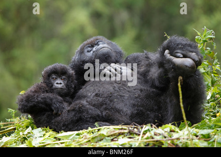 Mountain Gorilla schlafen - mit Cub / Gorilla Beringei Beringei Stockfoto