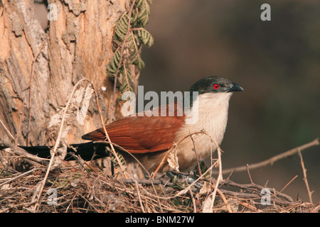 Senegal (Centropus Coucal senegalensis) in einem Baum gehockt Stockfoto