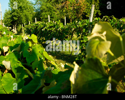 Trauben auf Reben auf Catawba Island, Ohio, USA Stockfoto