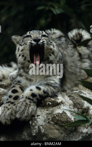 Schneeleopard oder Irbis Panthera Uncia Asien Cub gähnende Gähnen entspannen Stockfoto