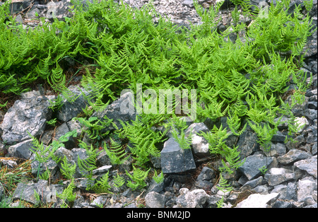 Kalkstein-Farn, Gymnocarpium Robertianum Coombs Dale, Derbyshire Stockfoto