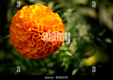 Eine Nahaufnahme von Ringelblume-Blume Stockfoto