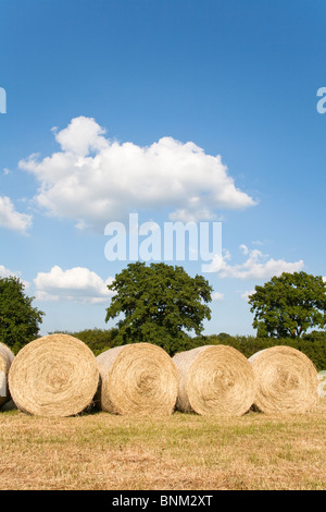 Reihe von Heuballen in einem Feld, Wiltshire, England Stockfoto