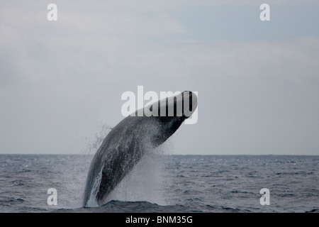 Pottwal Cachalote Pottwal Physeter Macrocephalus Pico Azoren Portugal weiblichen Verletzung Stockfoto