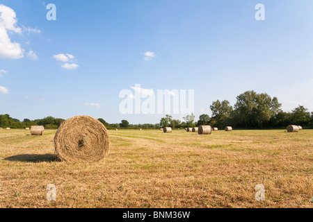 Strohballen auf der Wiese, Wiltshire, England Stockfoto