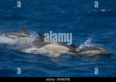 Kurzer Schnabel Gemeinen Delphin, Delphinus Delphis, Gemeiner Delfin, Pico, Azoren, Portugal Stockfoto