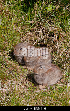 Europäische Kaninchen drei jungen Rasen / Oryctolagus Cuniculus Stockfoto