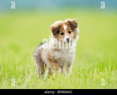 Sheltie, Shetland Sheepdog. Hündchen steht auf einer Wiese Stockfoto