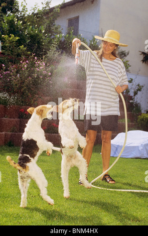 zwei Foxterrier Hunde mit Wasser besprüht werden Stockfoto