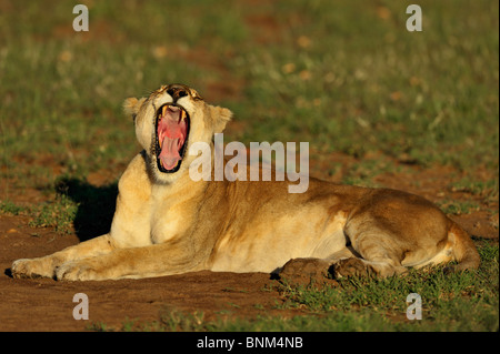 Löwin, Panthera Leo, Gähnen, Masai Mara National Reserve, Kenia Stockfoto