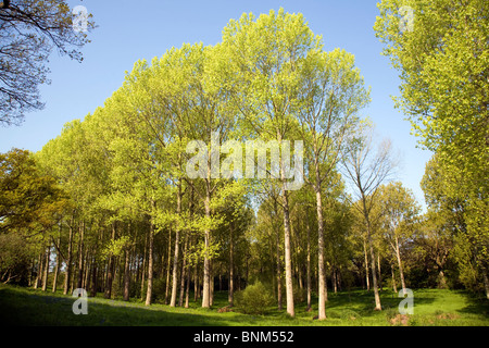 Populus Tremula Espe Bäume Europas wachsen in nassen Boden Suffolk Stockfoto