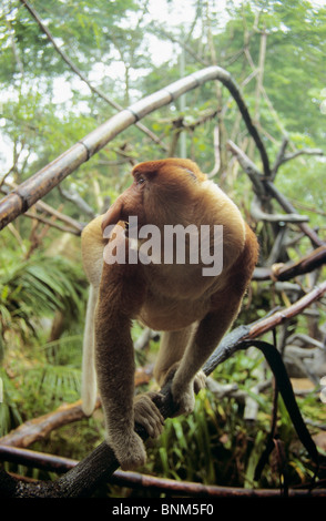 Nasenaffe auf AST / Nasalis Larvatus Stockfoto