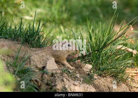 Europäische Zieselmaus Europäische Ziesel Spermophilus Citellus Tier im freien grünen Rasen Porträt Eichhörnchen Sciuridae Stockfoto