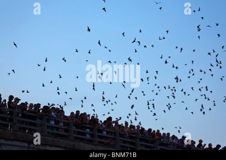 Menschen beobachten Fledermäuse fliegen von Congress Avenue Bridge Austin Texas USA Stockfoto