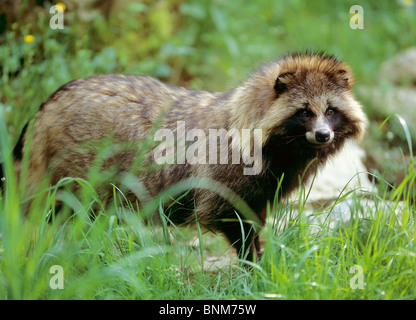 Marderhund - stehend / Nyctereutes Procyonoides Stockfoto