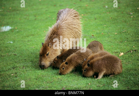 Capybara mit jungen auf der Wiese / Hydrochoerus Hydrochaeris Stockfoto