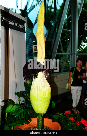 Eine Leiche Blume im Display. Stockfoto